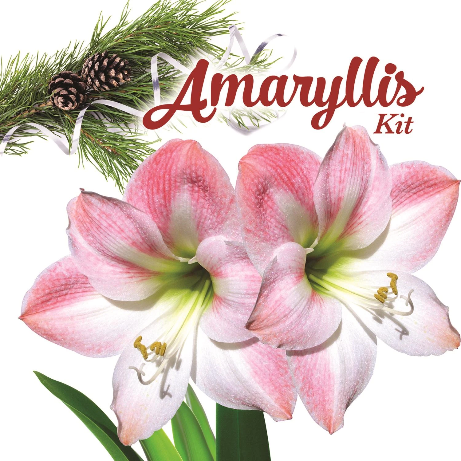 celebrationhardware4926816